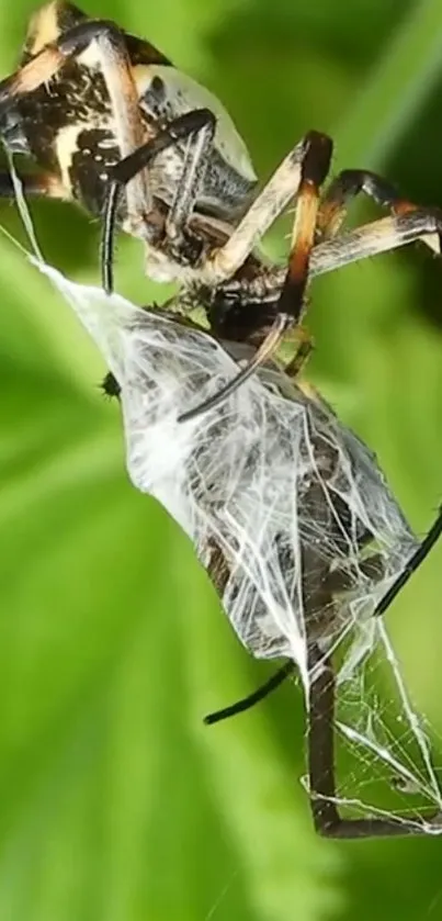 Close-up of a spider on a green leaf with intricate webbing.