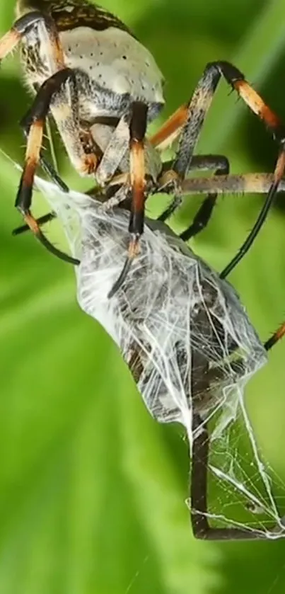 Spider spinning web on leaf, vibrant green background.