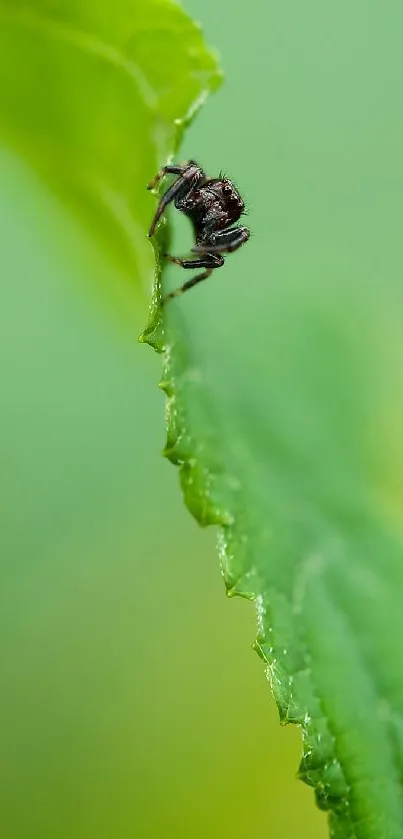 A close-up of a spider perched on the edge of a vibrant green leaf.