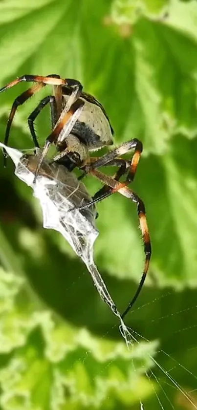 Spider creating a web on bright green leaves, showcasing nature's intricacy.