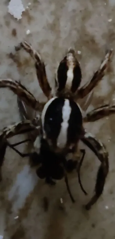 Close-up of a spider on a textured surface with earthy tones.