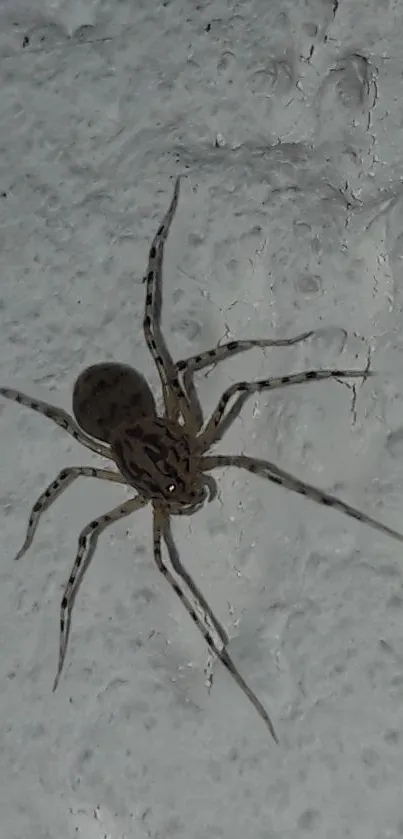 Close-up of a spider on a grey textured wall, showcasing intricate patterns.