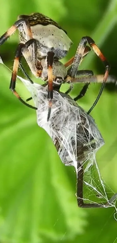 Close-up of a spider on a web with a bright green leafy background.