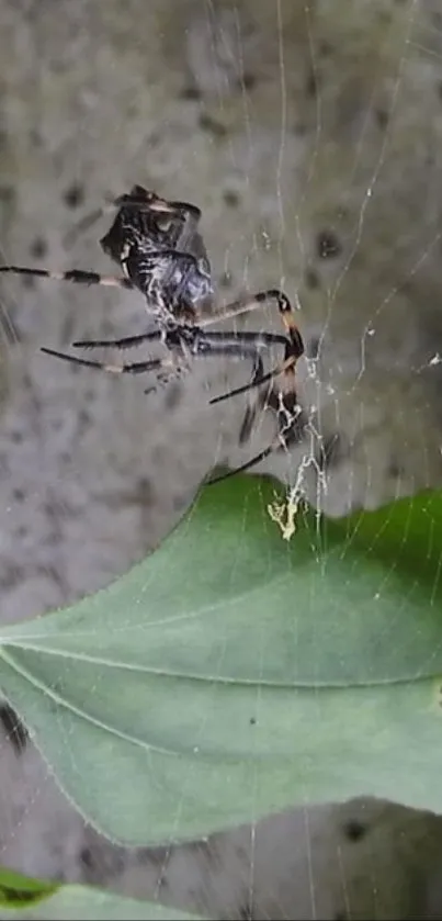 Spider on a web with a green leaf in the background.