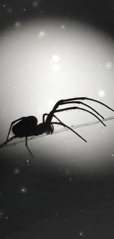 Spider silhouette against bright moonlit background.