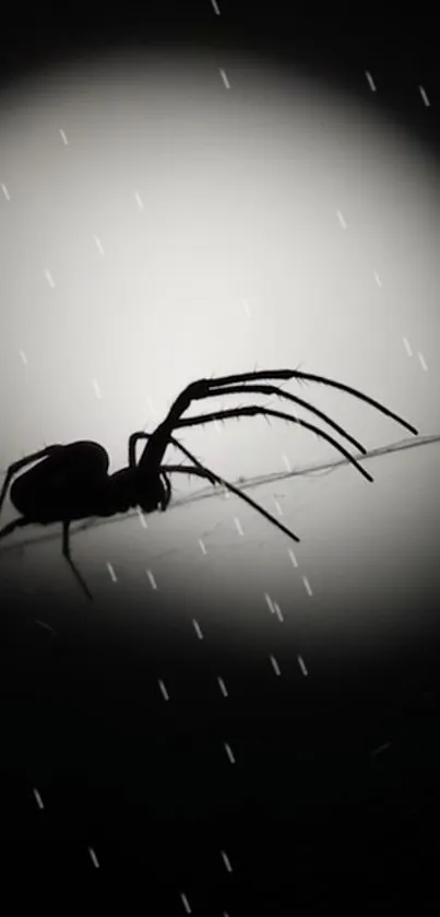 Spider silhouette on web in monochrome light.