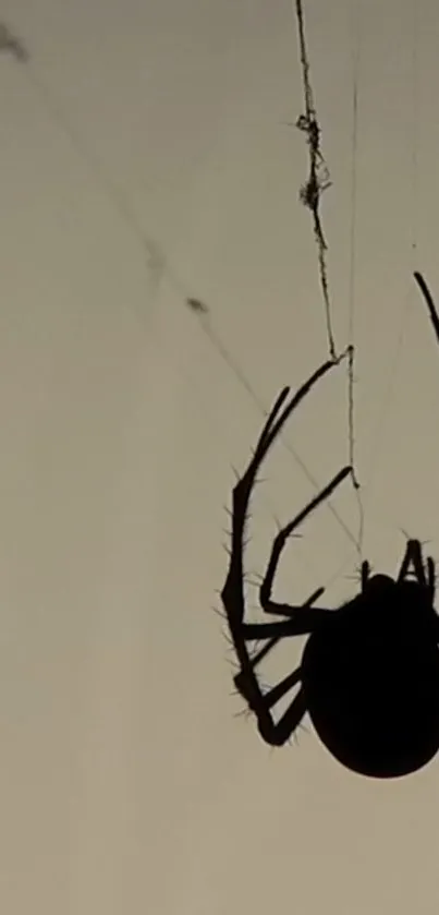 Silhouette of a spider on a web against a gray background.