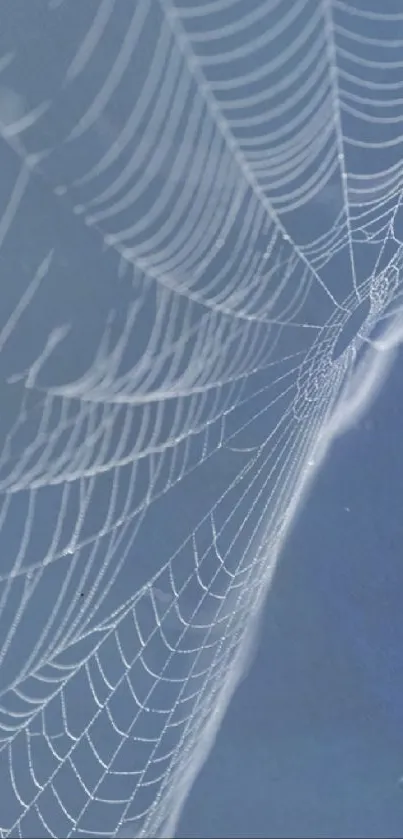 Blue wallpaper with intricate spider web design.