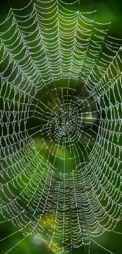 Intricate spider web in a lush green forest background.