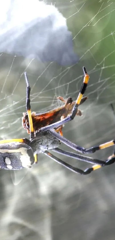 Spider on web with green backdrop, perfect for nature lovers.