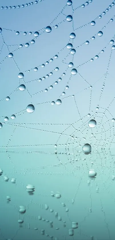 Water droplets on a spider web over a light blue backdrop.