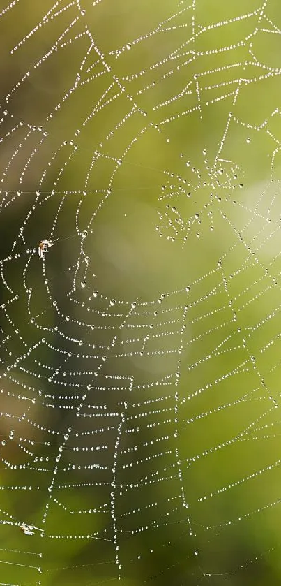 Dew-covered spider web on a green background.