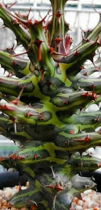 Close-up spiky green cactus in pot.