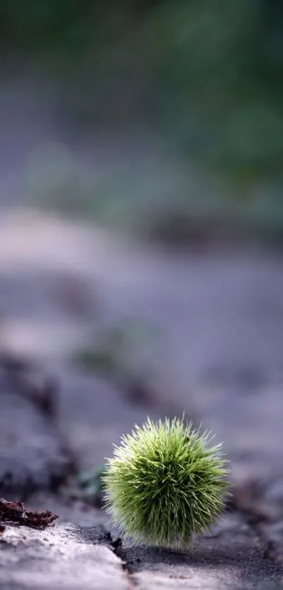 Spiky green chestnut shell on a soft, earthy surface.