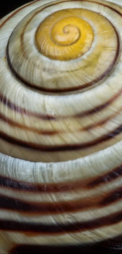 Close-up of a spiral shell with earthy patterns and brown tones.