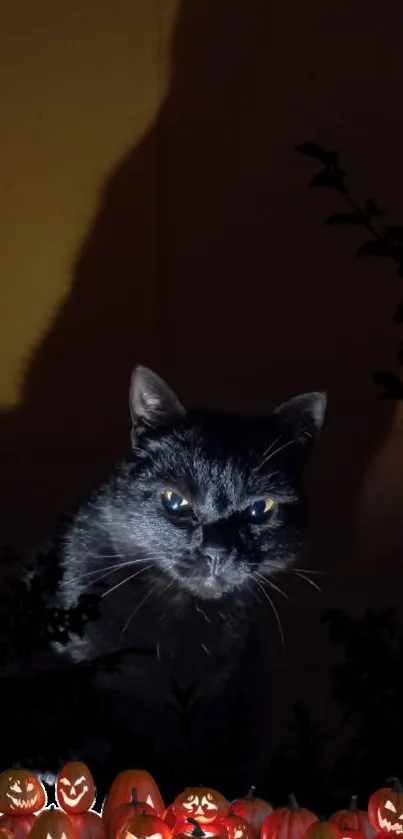 Spooky cat with pumpkins at night, perfect Halloween wallpaper.