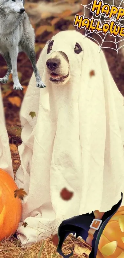 Dogs dressed as ghosts with pumpkins for Halloween.