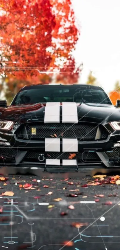 Black sports car under autumn trees with colorful leaves.