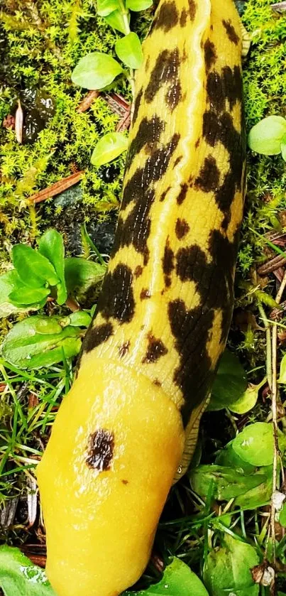 Spotted banana slug on lush green ground, showcasing nature's beauty.