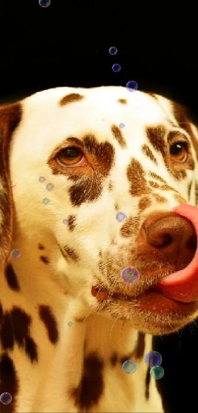 Dalmatian dog with tongue out, black background.