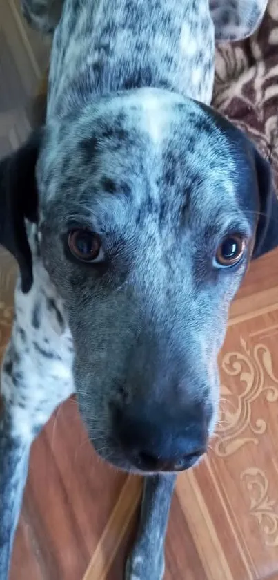 Charming spotted dog looking up adorably, perfect for phone wallpaper.