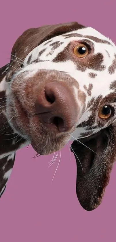 Cute brown and white spotted dog on pink background.