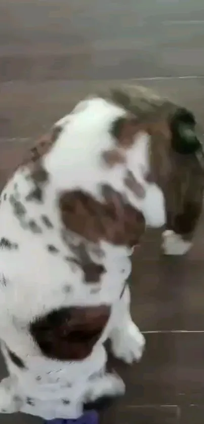 Spotted dog sitting on a wooden floor.