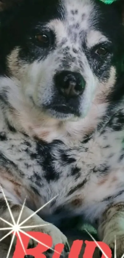 Spotted dog resting in a green outdoor setting.