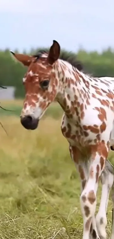 Spotted foal stands in a lush, green meadow under a clear sky.