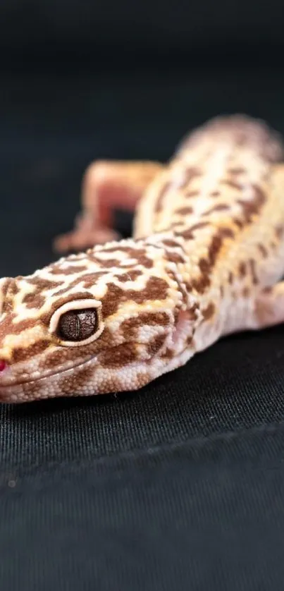 Close-up of a spotted gecko on dark fabric.