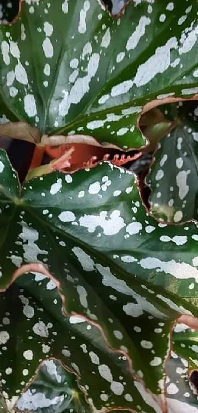 Spotted green leaf with unique patterns.