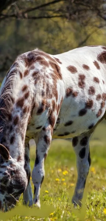 Spotted horse grazing in a vibrant green meadow with yellow flowers.