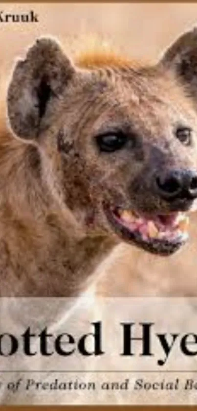 Close-up of a spotted hyena in natural habitat wallpaper.