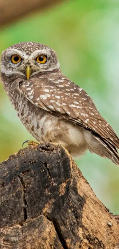 Spotted owl perched on a tree branch with green background.