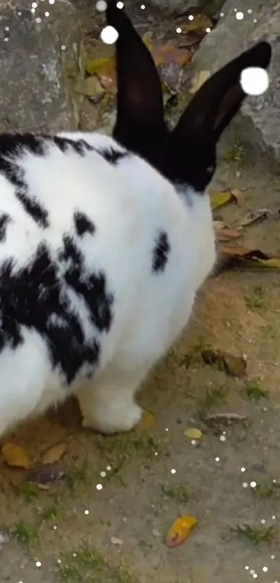 Black and white spotted rabbit on earthy ground.