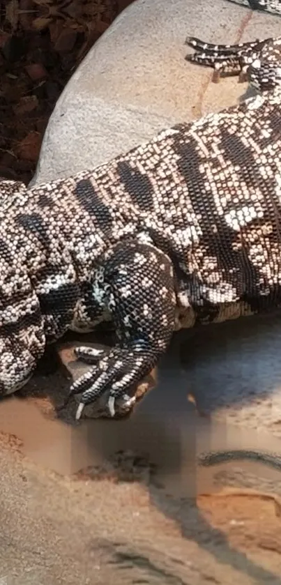 Spotted reptile on a brown rock surface.