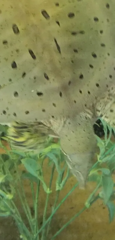 Spotted aquatic turtle among green plants underwater.