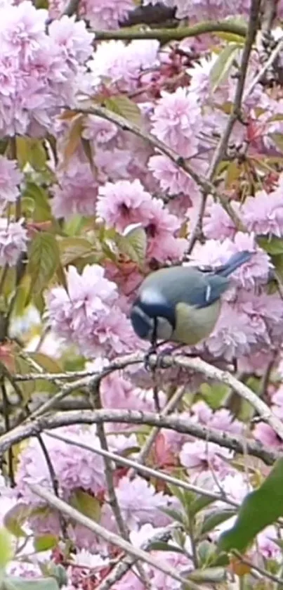 Bird perched among cherry blossoms with a spring theme.