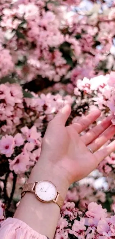 Hand reaching toward pink cherry blossoms in springtime.