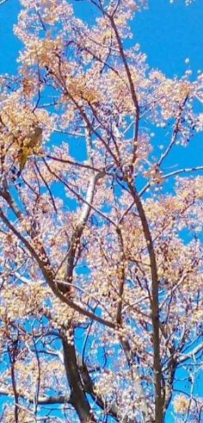 Tree branches with pink blossoms under a blue sky.