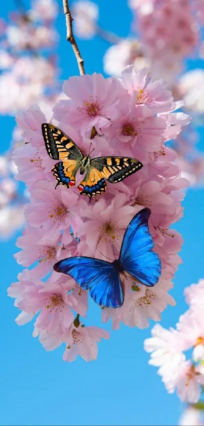 Blue and orange butterflies on pink cherry blossoms against a bright blue sky.