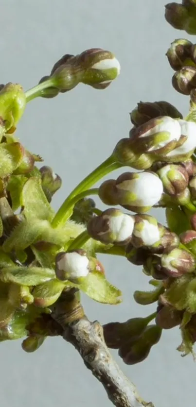 Close-up of spring blossom buds on a branch, showcasing nature's beauty.