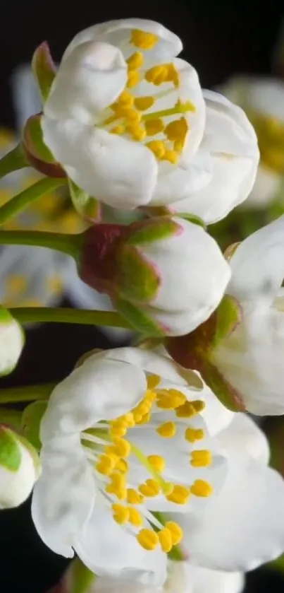 Close-up of delicate white spring blossoms with vibrant yellow centers.