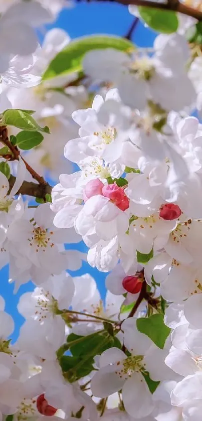 White cherry blossoms against a blue sky.