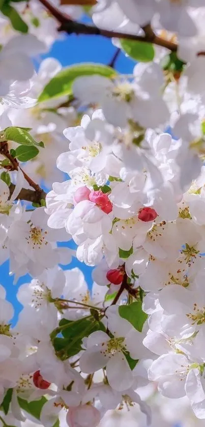 White cherry blossoms against a bright blue sky on a sunny day.