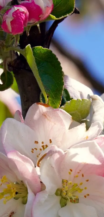 Delicate pink and white spring blossoms with green leaves under a blue sky.