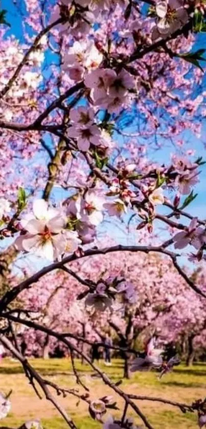 Cherry blossom branches with pink flowers against a clear blue sky.