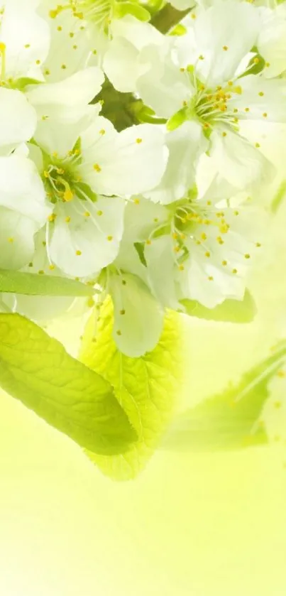 Beautiful spring blossom wallpaper with white flowers and green leaves.