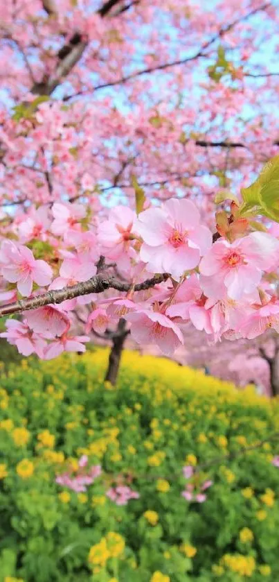 Cherry blossoms with green field under a clear blue sky.