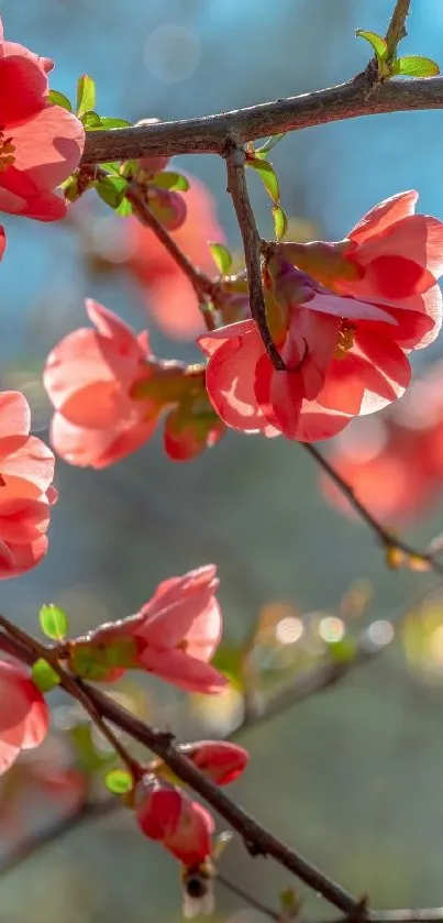 Pink cherry blossoms with a blue sky background.